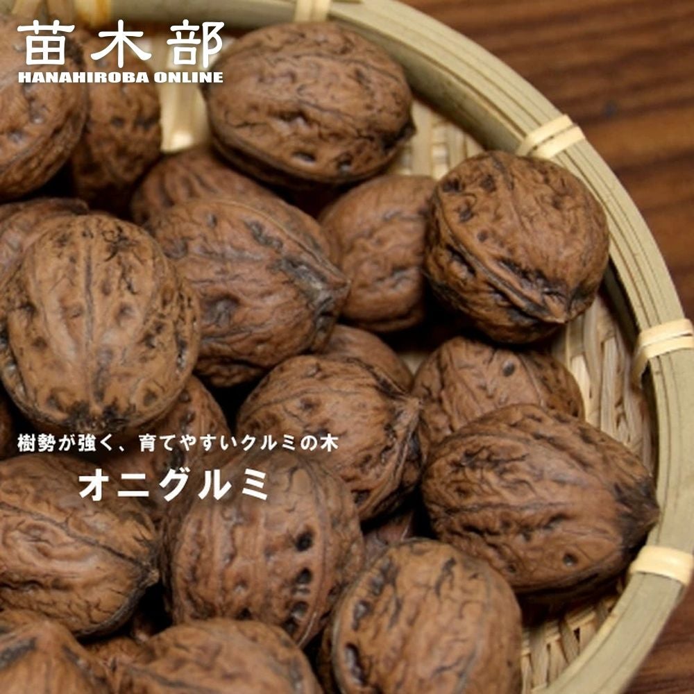 000000049110-01.jpg?size=l&w=