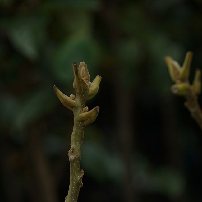 クルミ オニグルミ 苗 育て方 苗木部 By 花ひろばオンライン