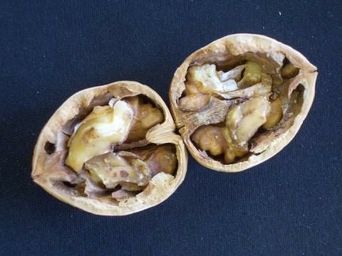 クルミ オニグルミ 苗 育て方 苗木部 By 花ひろばオンライン