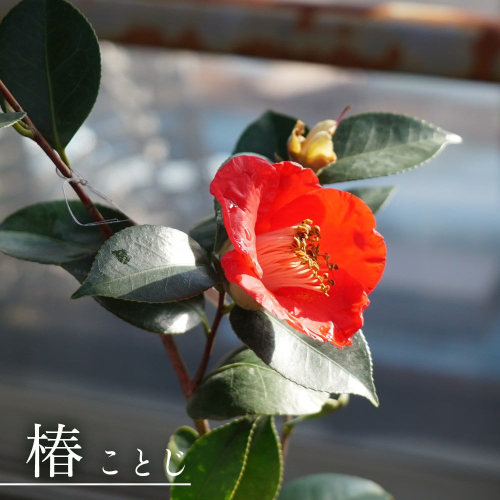 000000049129-01.jpg?size=l&w=