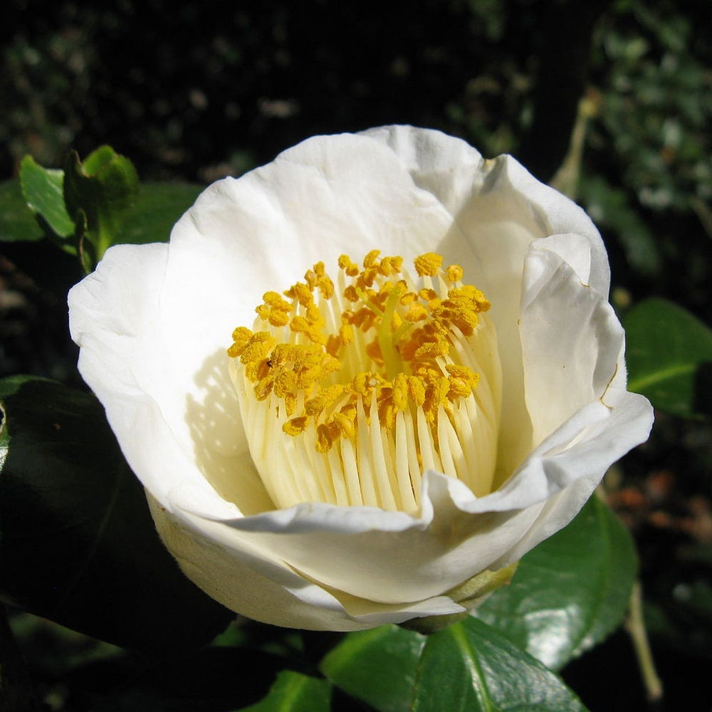 友久様ご確認苗　加茂本阿弥と四ヶ村 000000049130-02.jpg?size=l&w=