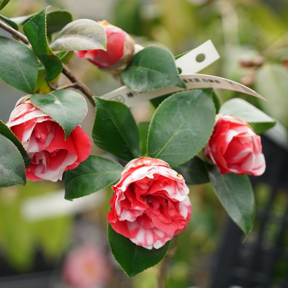 椿 コレッティ 苗 販売 苗木部 By 花ひろばオンライン