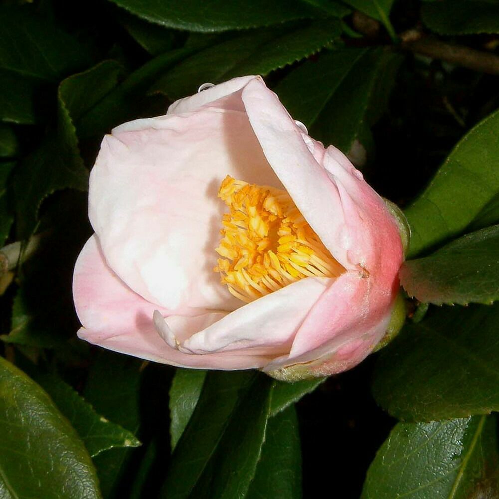 椿 （ツバキ） 西王母 （セイオウボ） 接木 白鉢植え 開花 9～4月