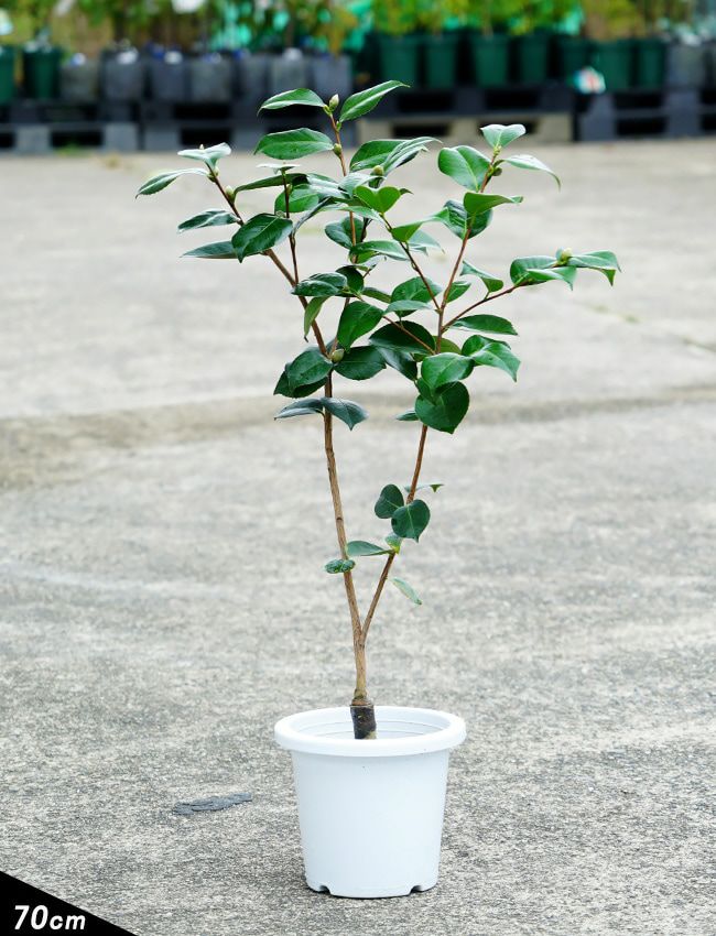 椿 （ツバキ） 西王母 （セイオウボ） 接木 白鉢植え 開花 9～4月