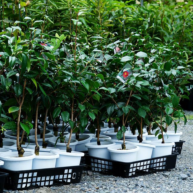 椿 （ツバキ） 西王母 （セイオウボ） 接木 白鉢植え 開花 9～4月