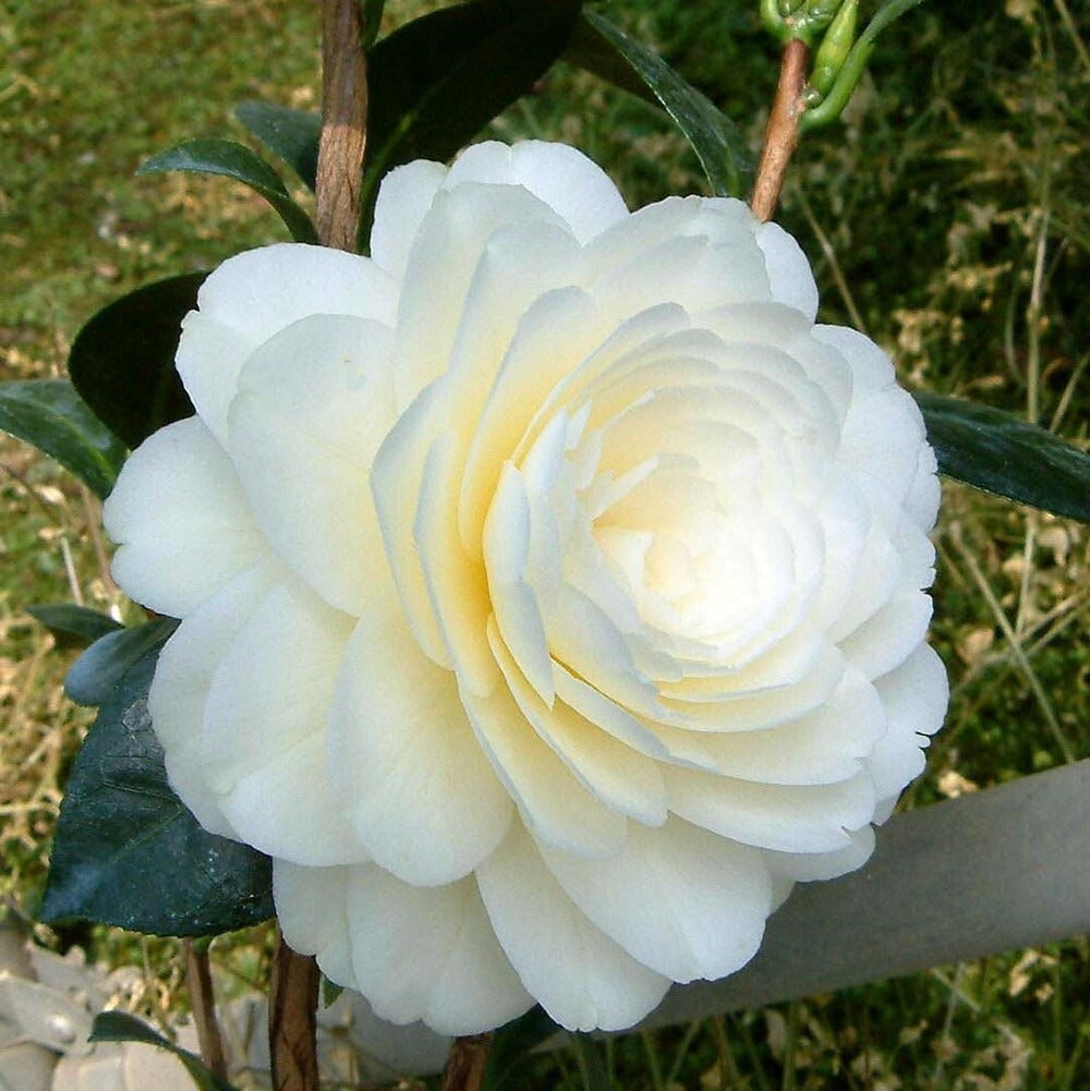 000000049170-02.jpg?size=l&w=