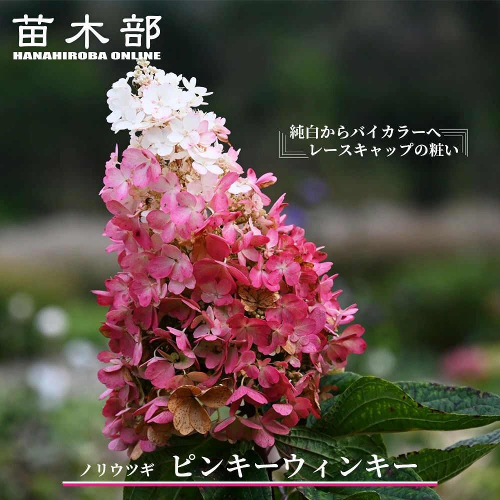 000000049184-01.jpg?size=l&w=