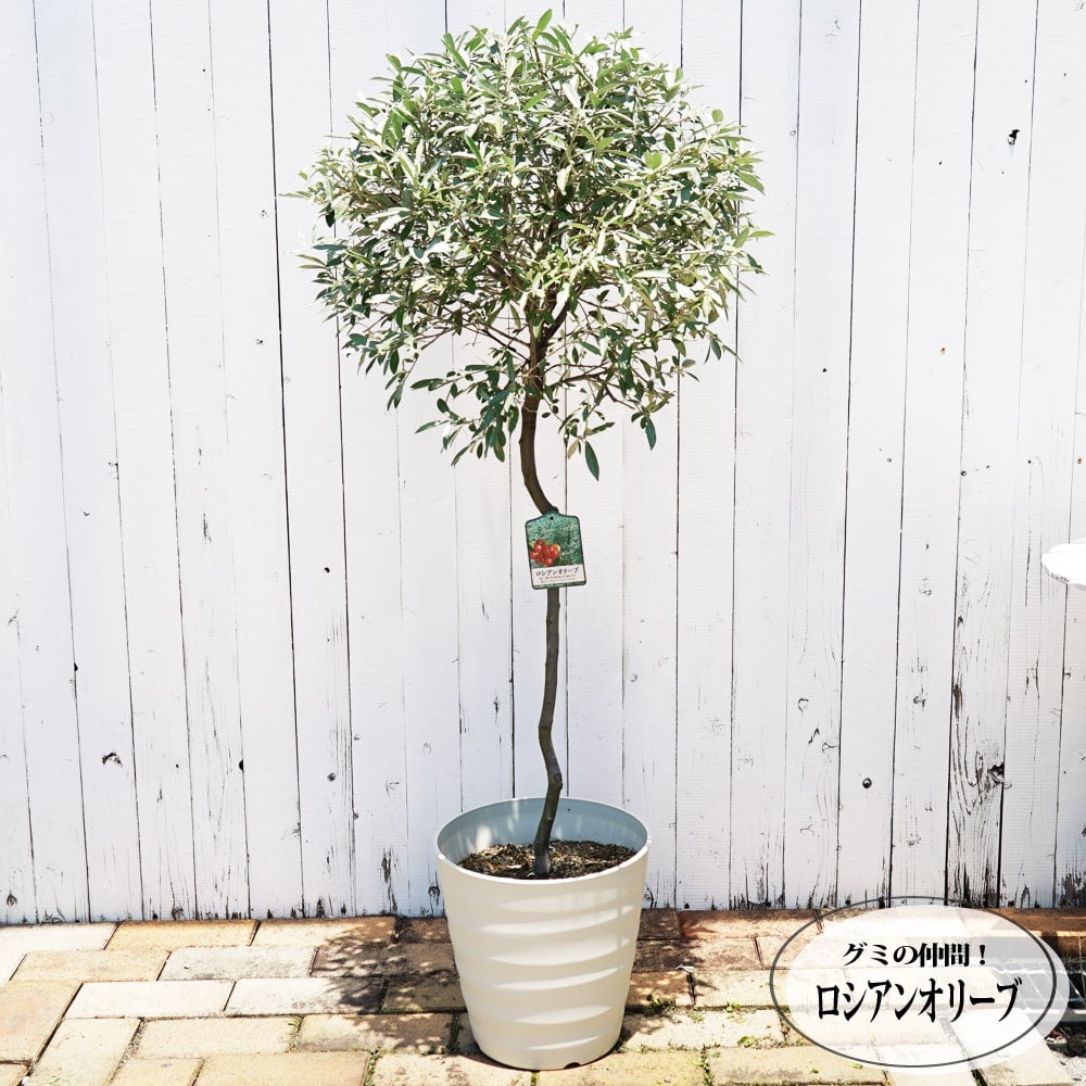 000000049186-01.jpg?size=m&w=