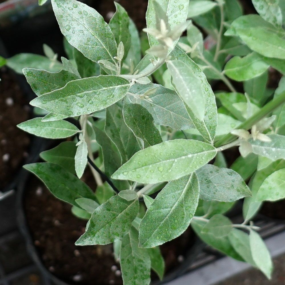 ロシアンオリーブ 苗 販売 苗木部 By 花ひろばオンライン