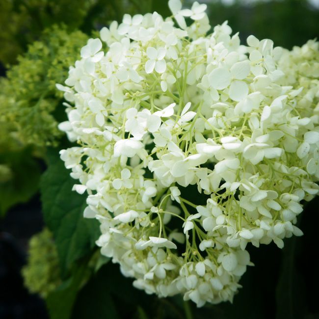 アナベル グランデ クリーム アメリカアジサイ 苗 通販 苗木部 By 花
