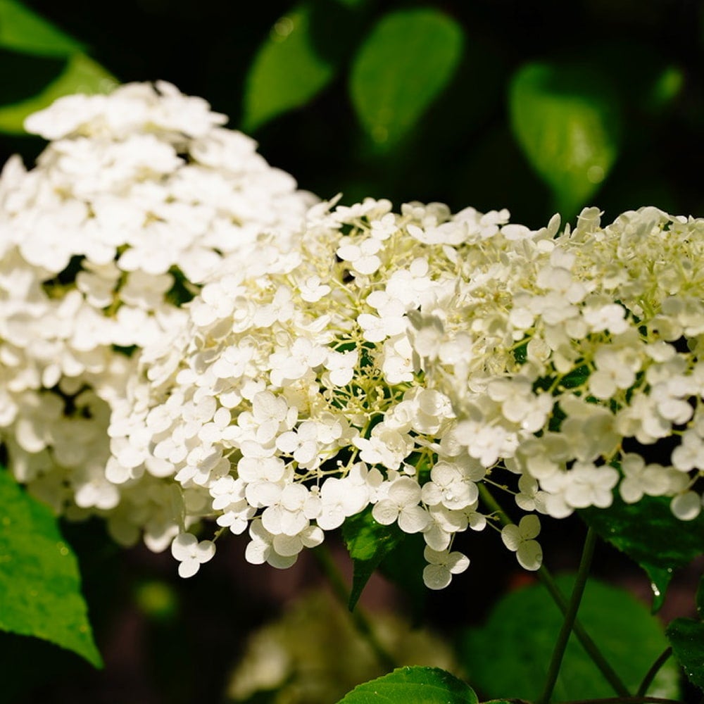 アナベル グランデ クリーム アメリカアジサイ 苗 通販 苗木部 By 花