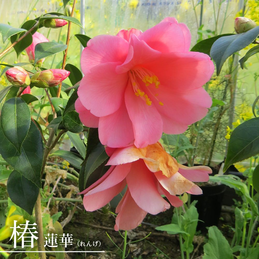 000000049204-01.jpg?size=l&w=