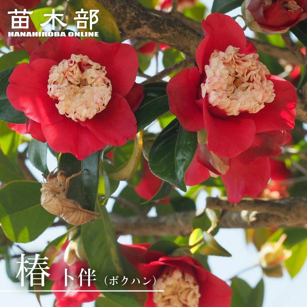 000000049211-01.jpg?size=l&w=