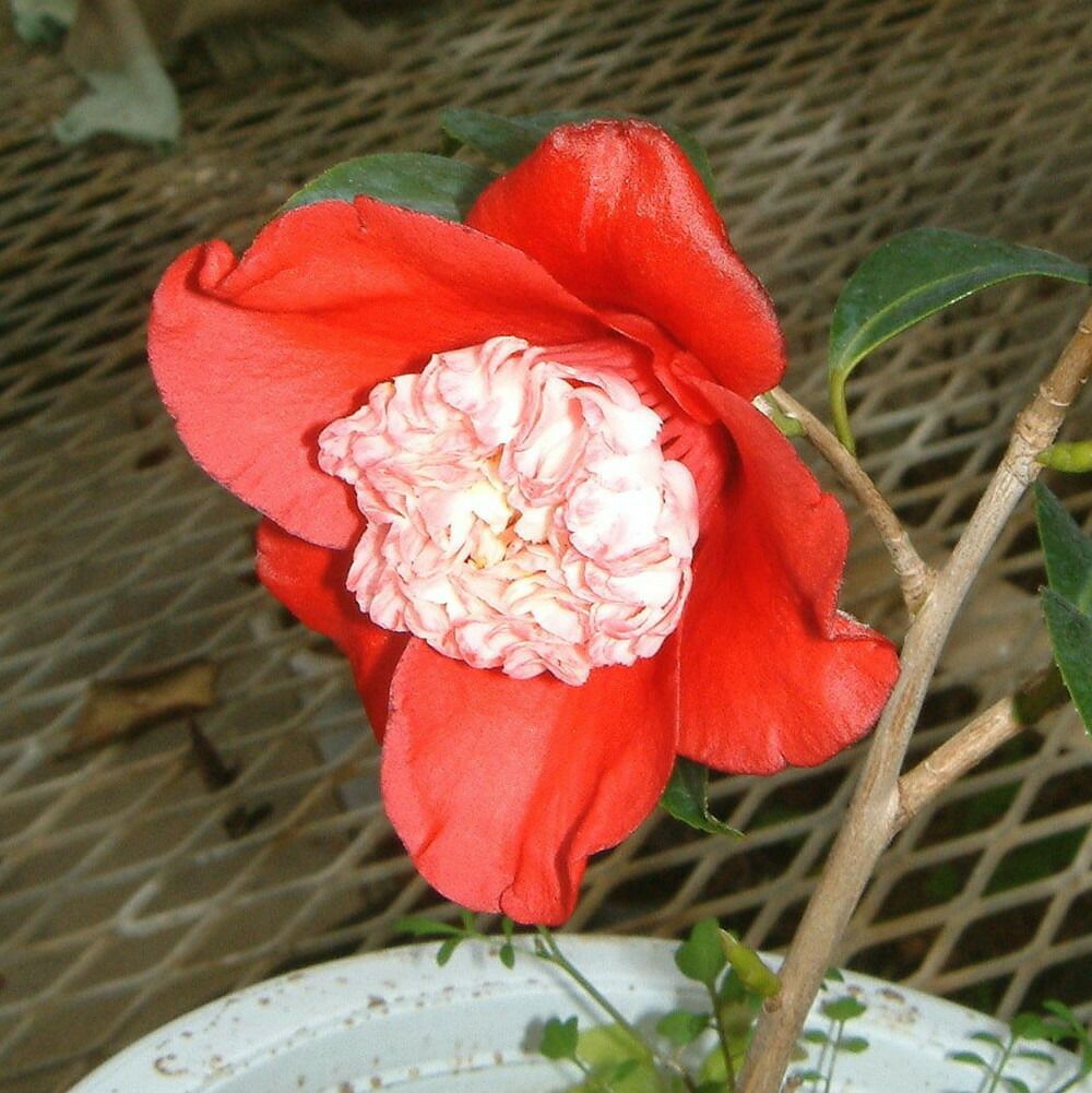 椿 卜伴 苗 販売 苗木部 By 花ひろばオンライン