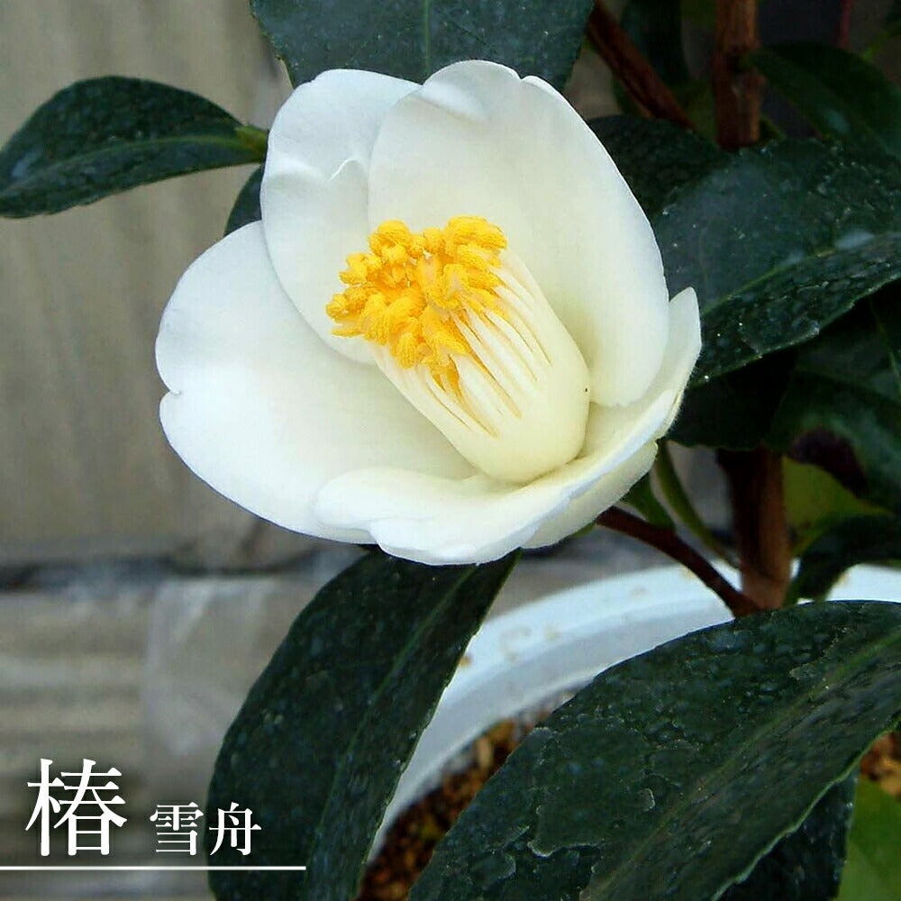 000000049212-01.jpg?size=l&w=