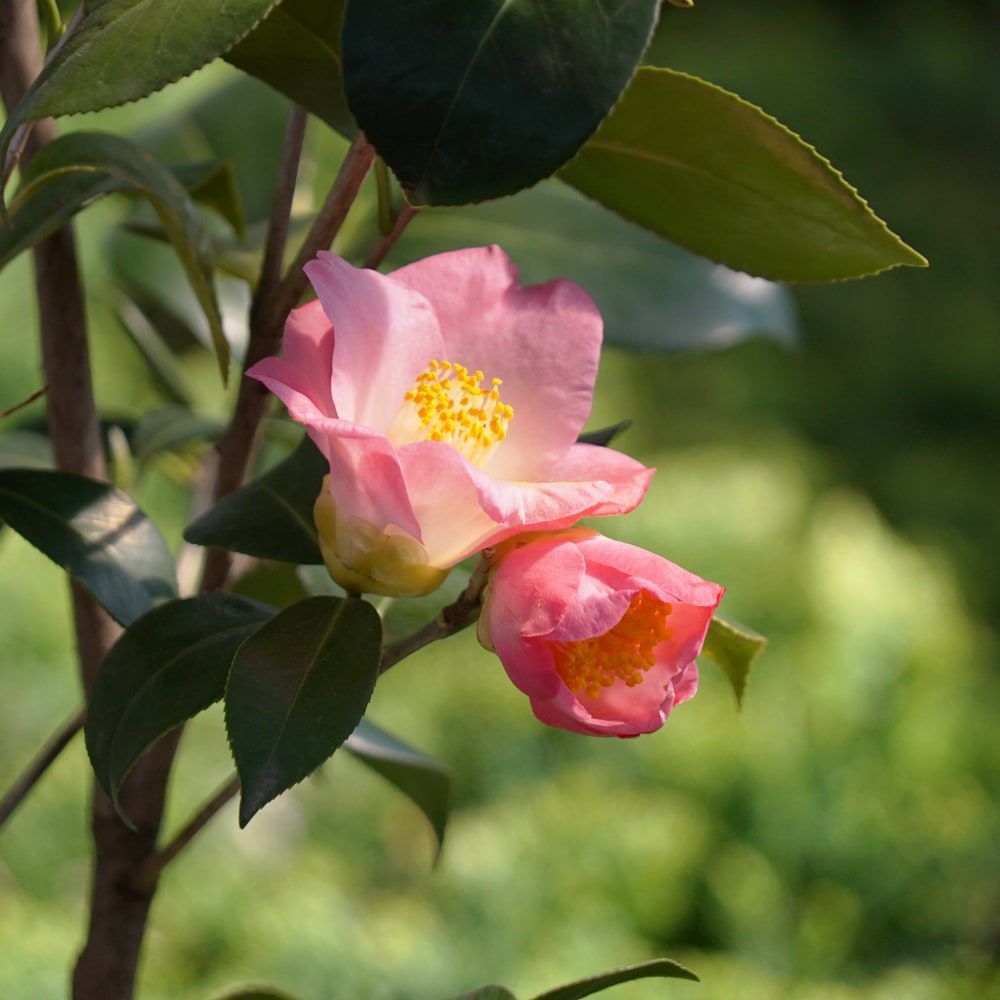 椿 素粧 苗 販売 苗木部 By 花ひろばオンライン