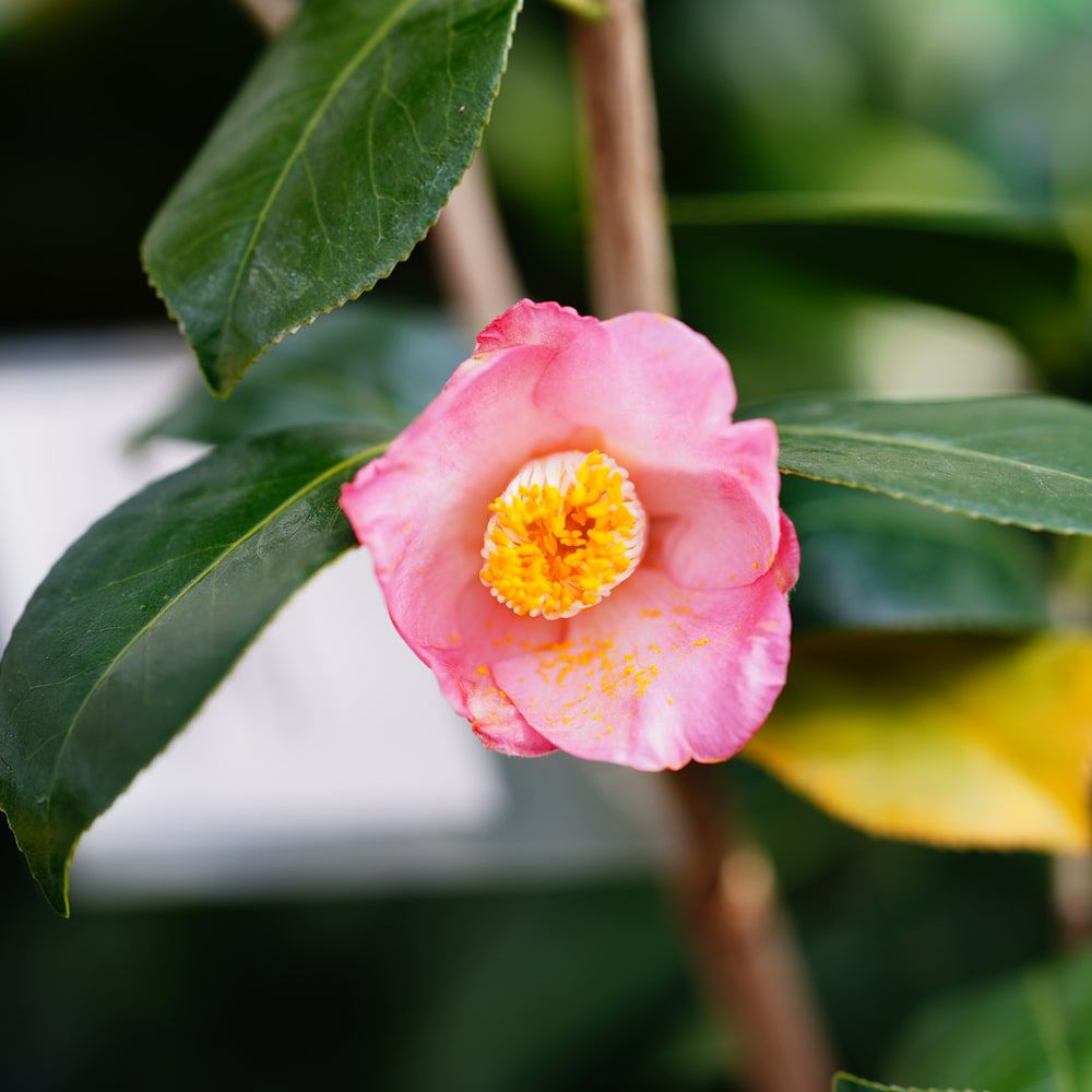 椿 素粧 苗 販売 苗木部 By 花ひろばオンライン