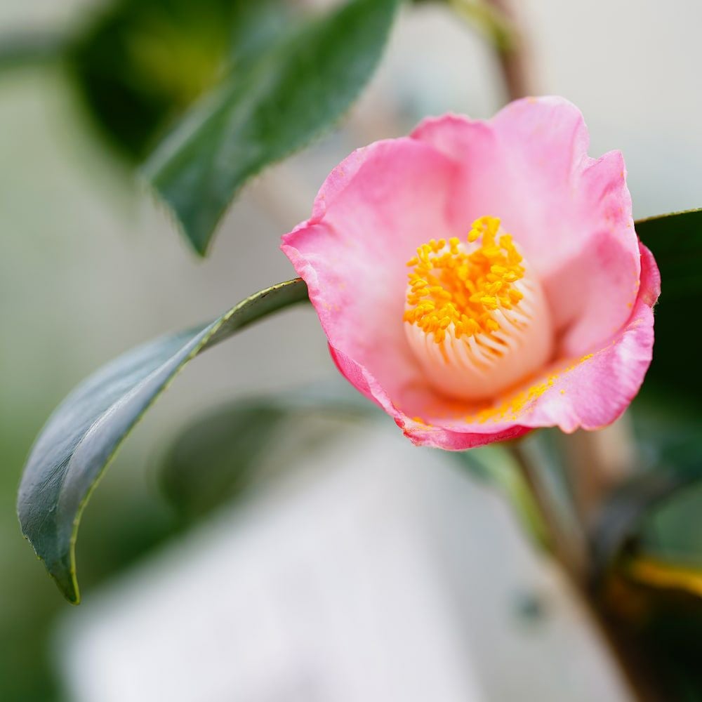 椿 素粧 苗 販売 苗木部 By 花ひろばオンライン