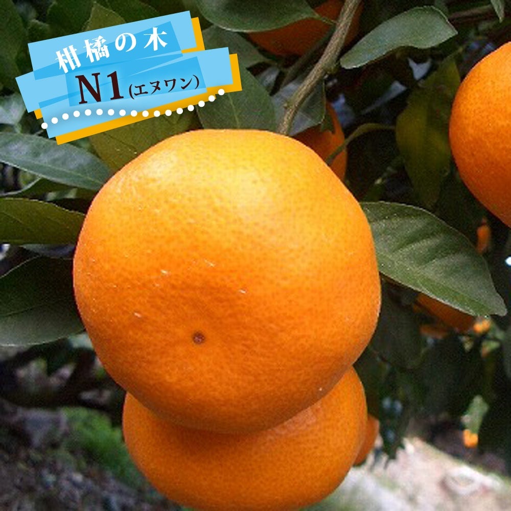 柑橘 温州みかん ゆら早生 苗 販売 苗木部 By 花ひろばオンライン