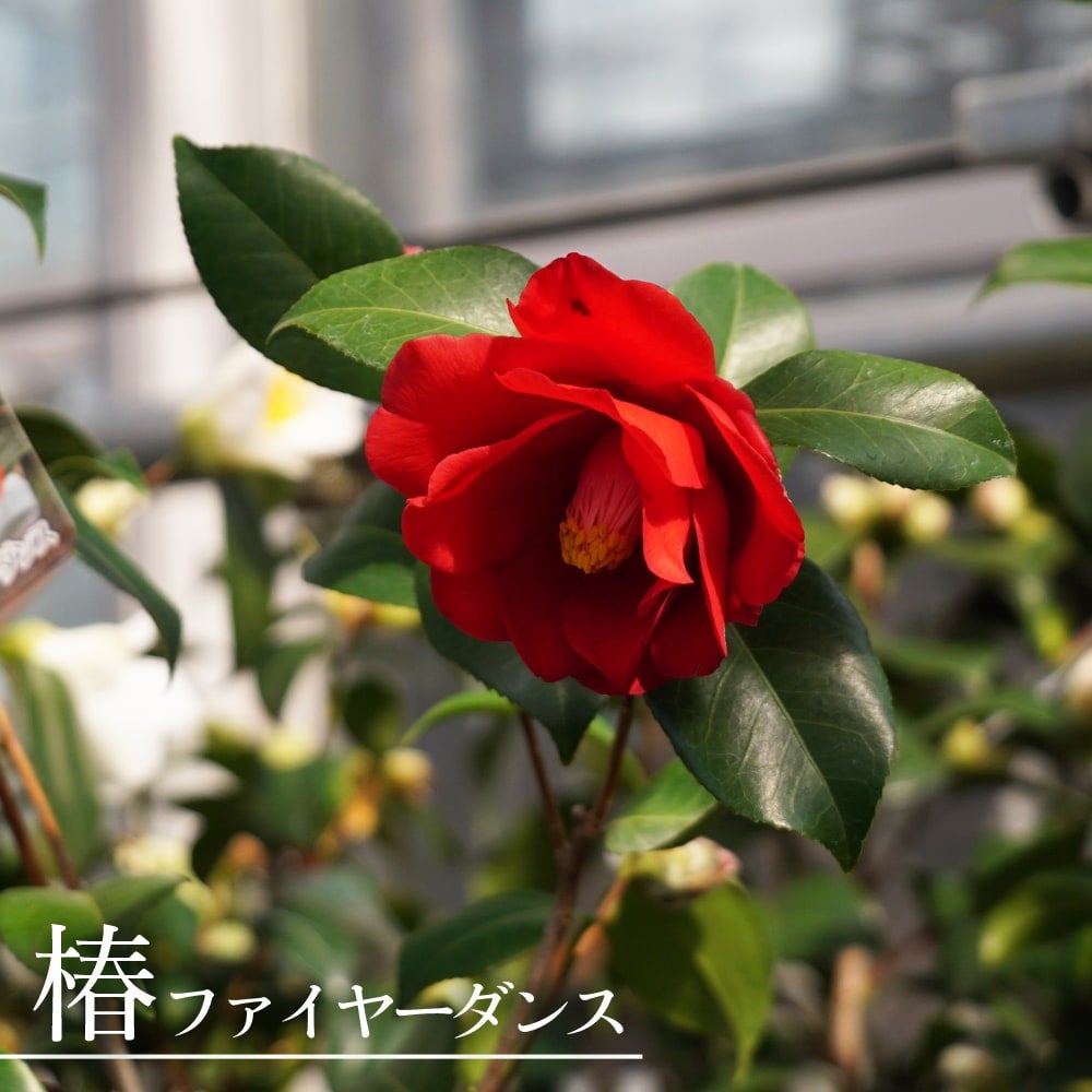 000000049291-01.jpg?size=l&w=