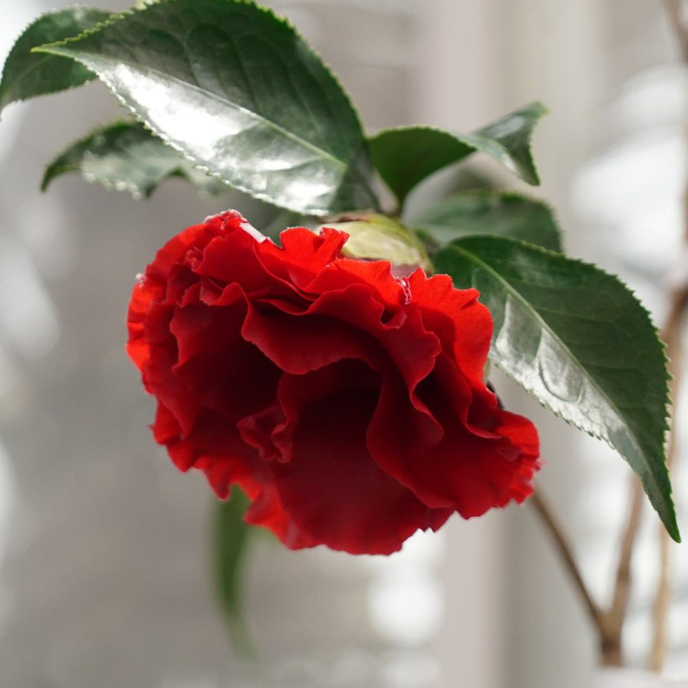 椿 ブラックマジック 苗 販売 苗木部 By 花ひろばオンライン