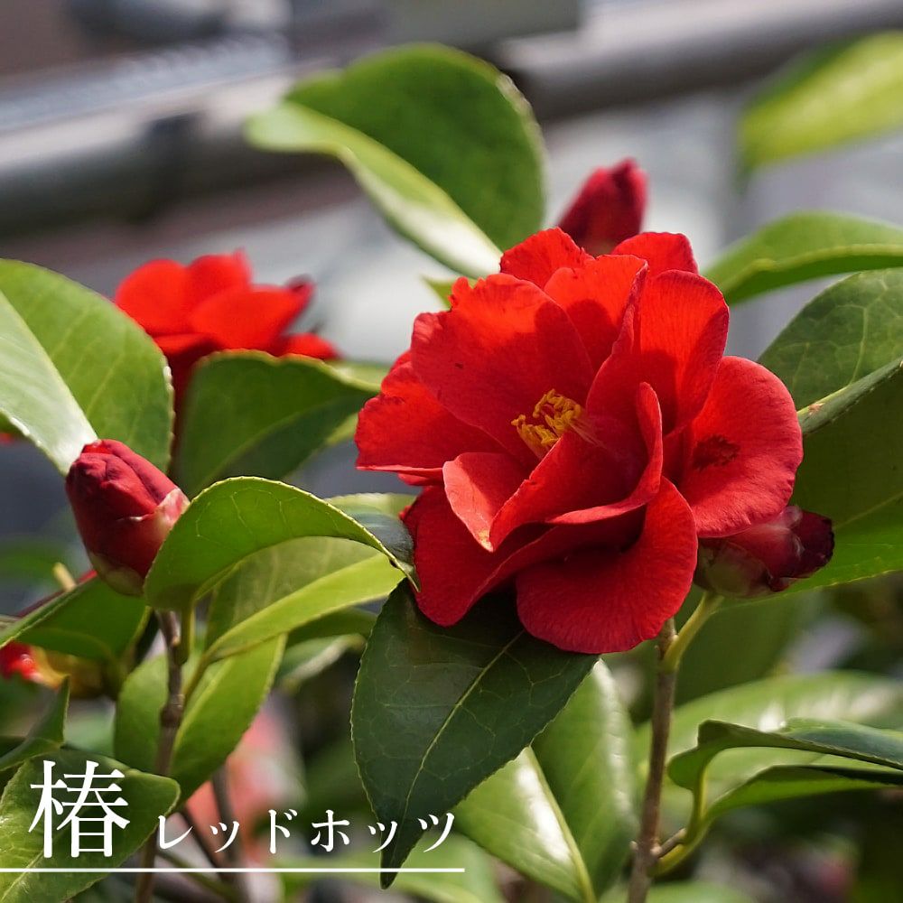 000000049305-01.jpg?size=l&w=