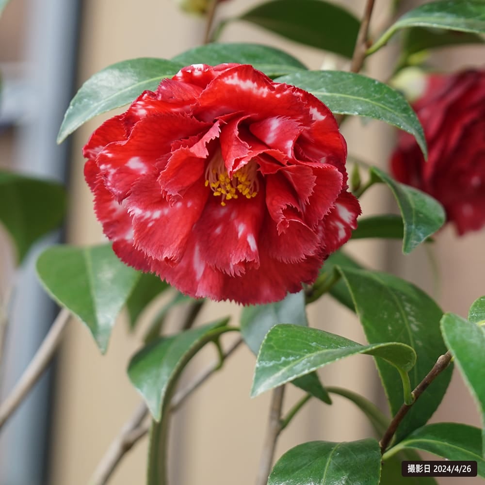 000000049306-06.jpg?size=l&w=