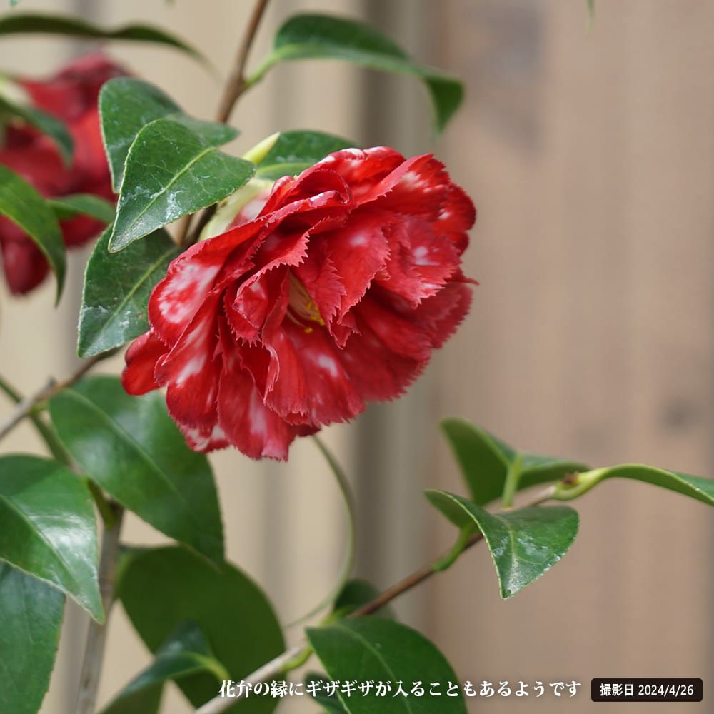 000000049306-07.jpg?size=l&w=