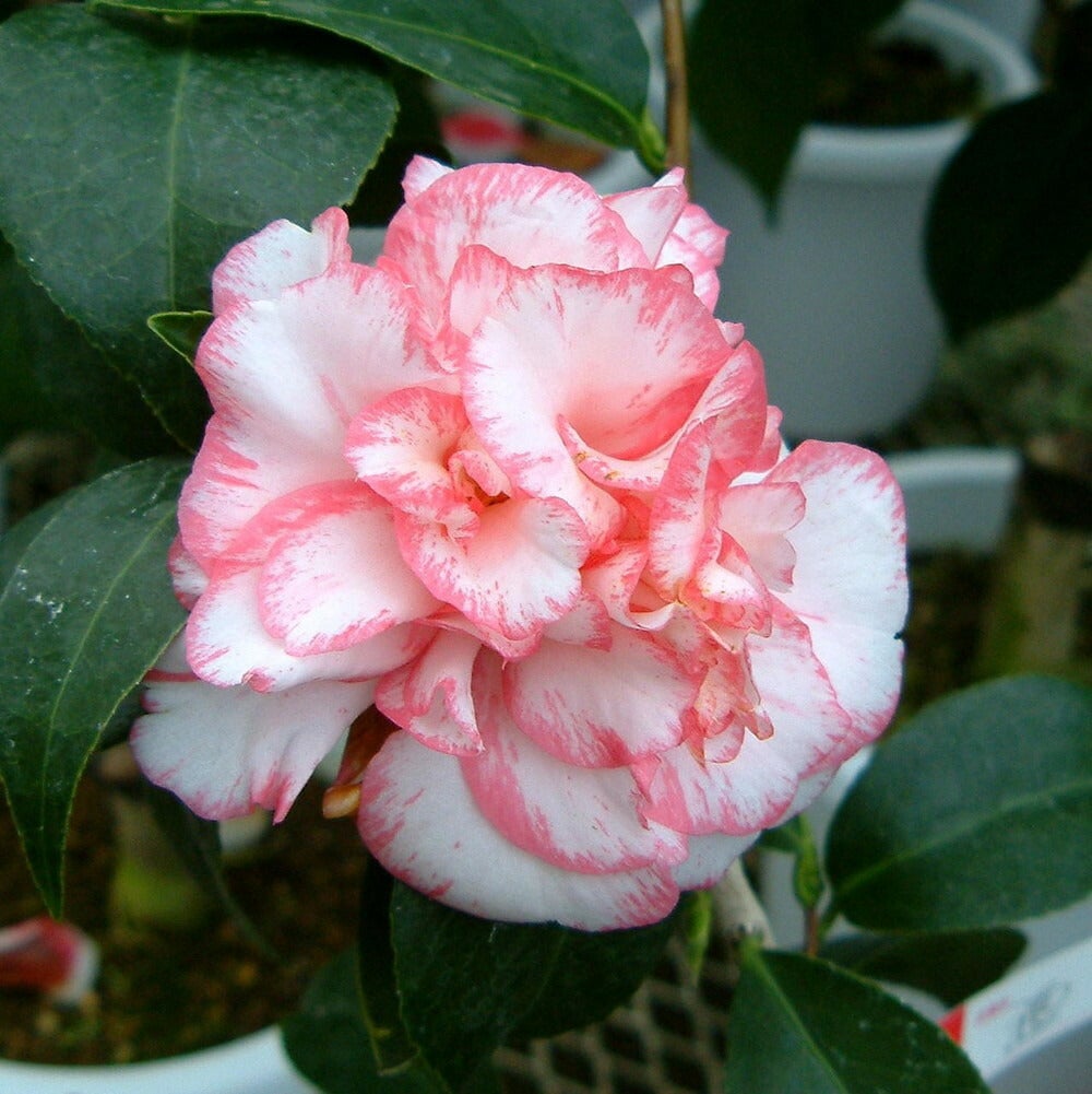 000000049318-02.jpg?size=l&w=