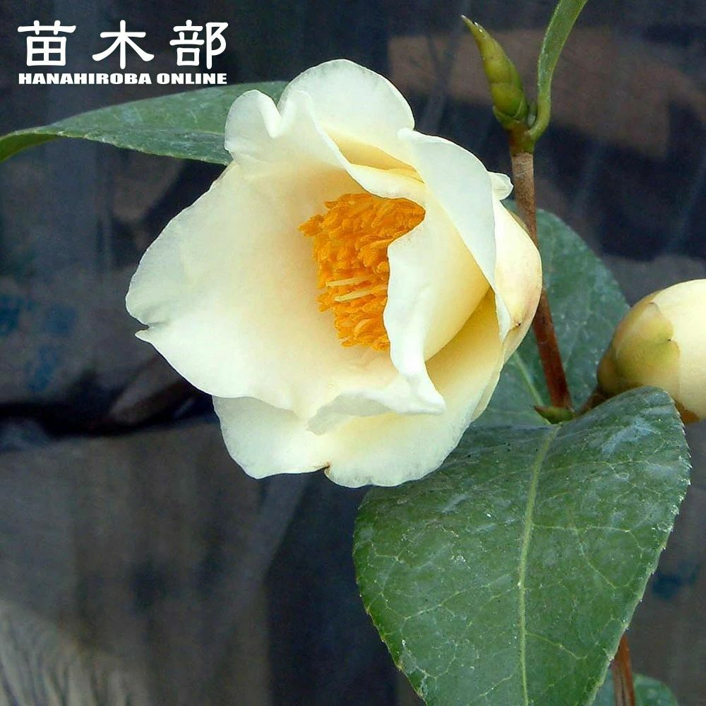 000000049322-01.jpg?size=l&w=