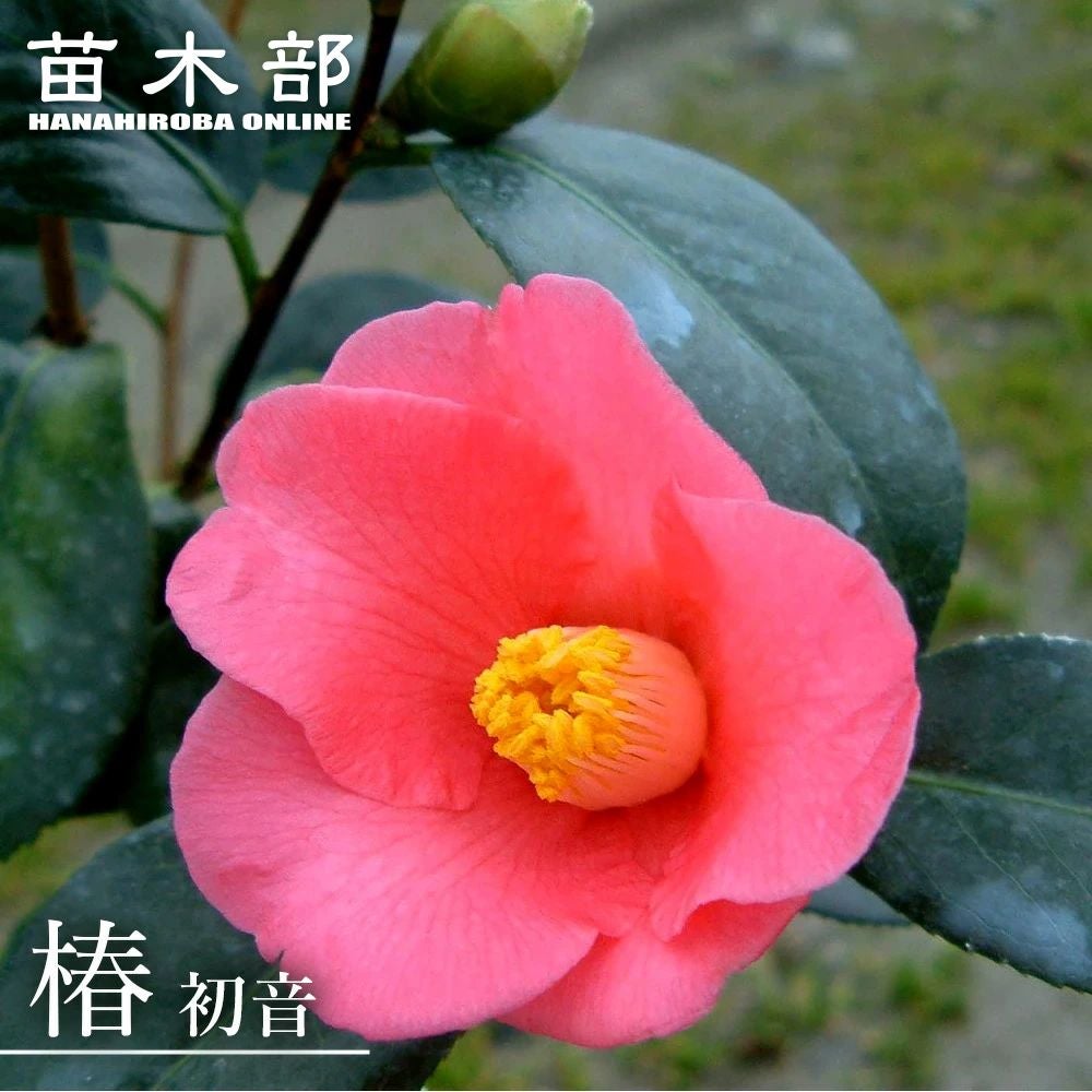 000000049323-01.jpg?size=m&w= 000000049323-01.jpg?size=m&w=
