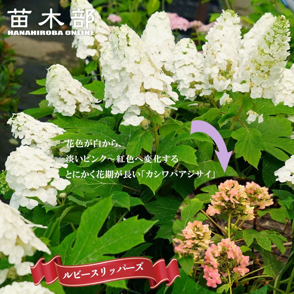 000000049352-01.jpg?size=l&w=