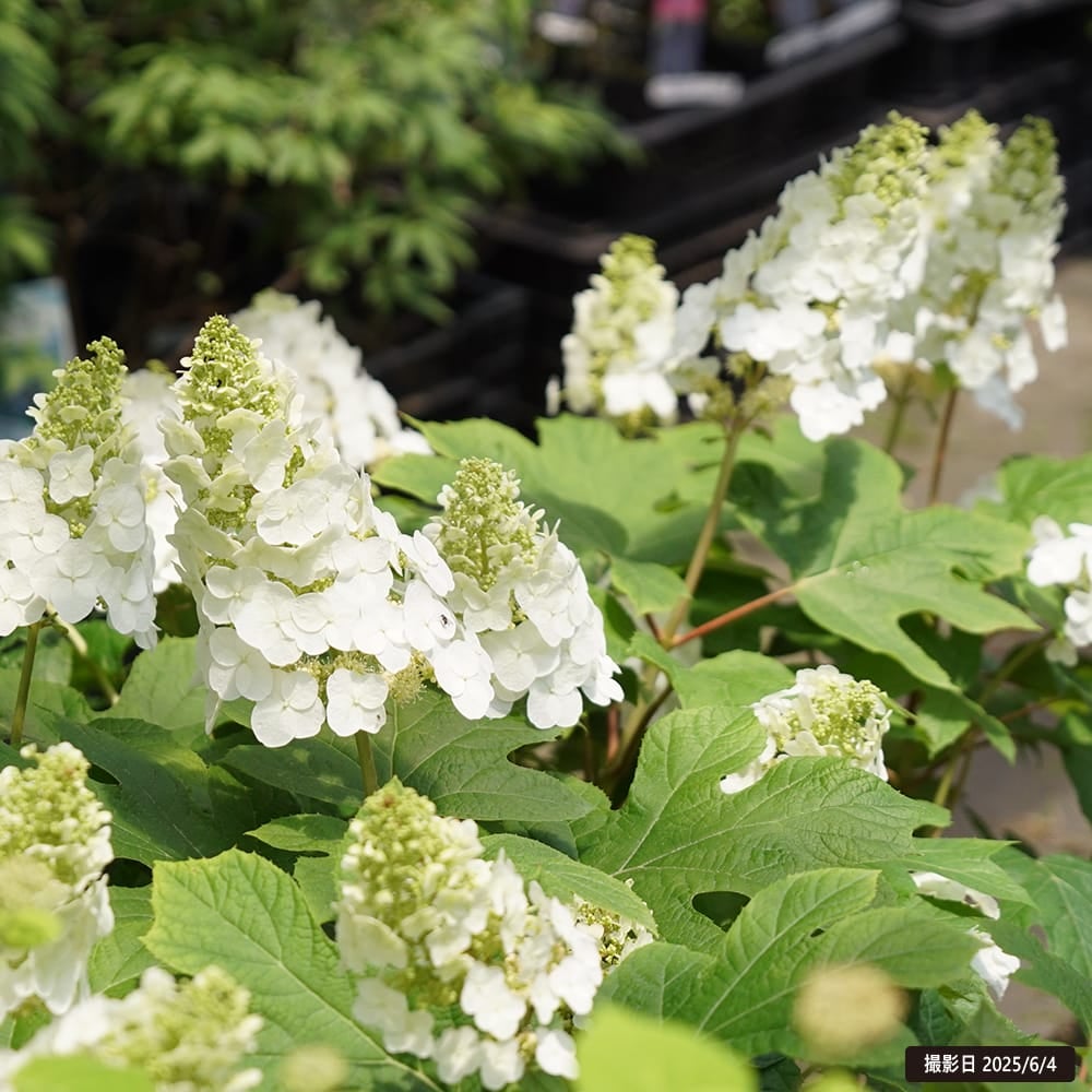 カシワバアジサイ ルビースリッパーズ 苗 販売 苗木部 By 花ひろば