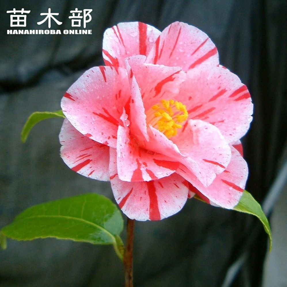 000000049365-01.jpg?size=l&w=