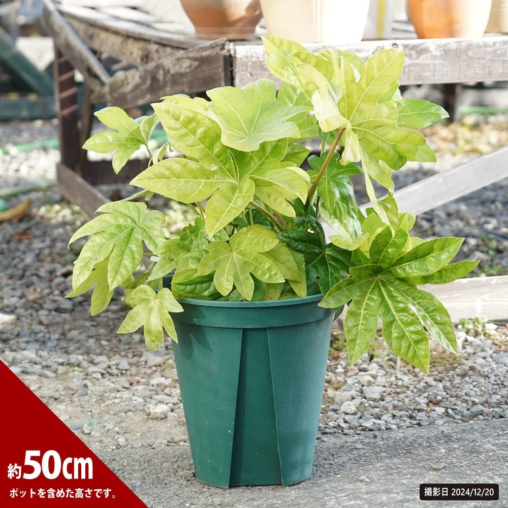 000000049379-01.jpg?size=m&w=