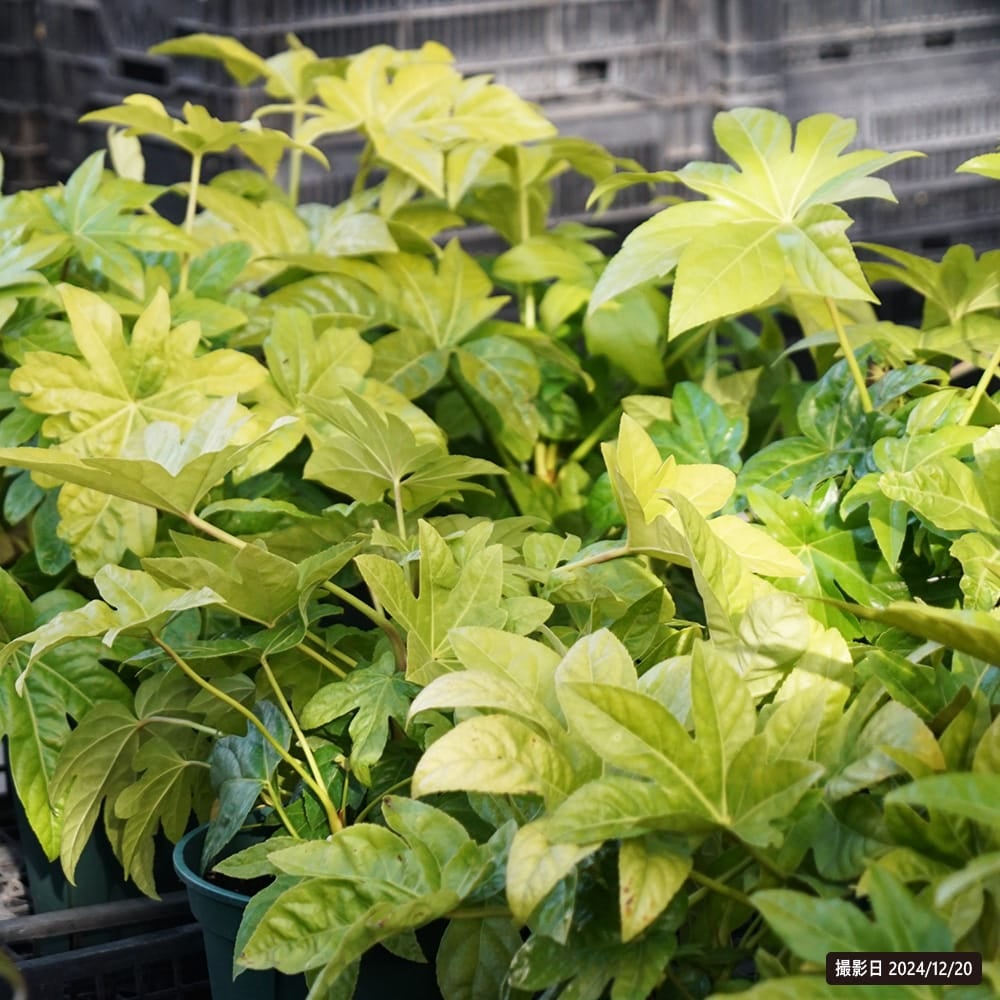 観葉植物　ヤツデ ヤツデ