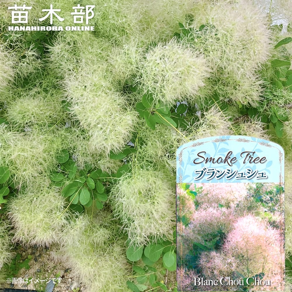 スモークツリー 3種小苗セット 苗 販売 苗木部 By 花ひろばオンライン