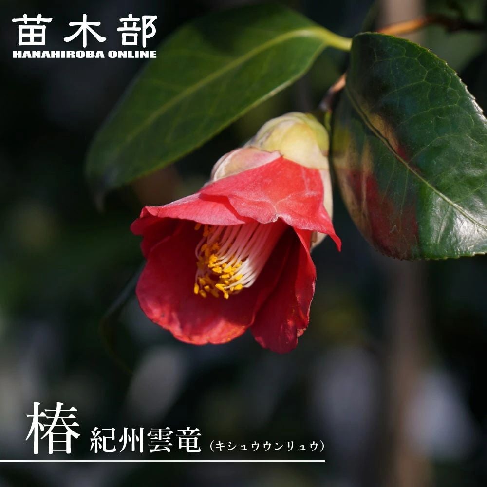 椿 素粧 苗 販売 苗木部 By 花ひろばオンライン