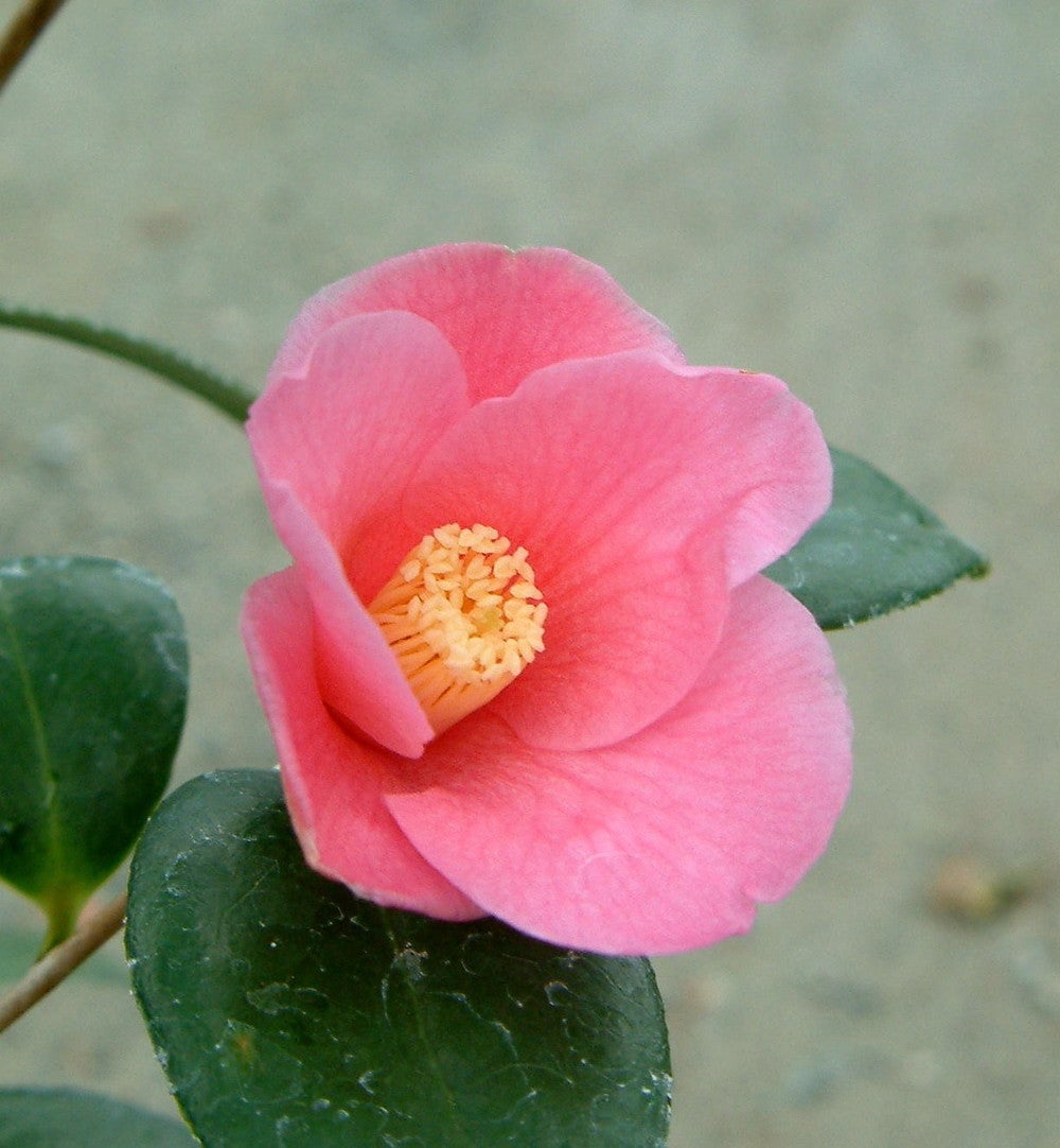 000000049403-01.jpg?size=m&w=