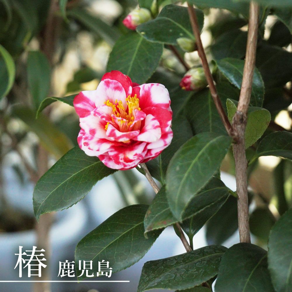 000000049405-01.jpg?size=l&w=