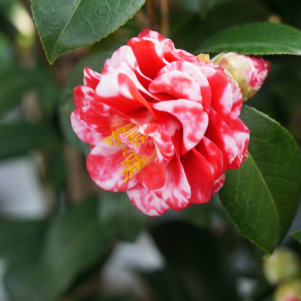 椿 鹿児島 苗 販売 苗木部 By 花ひろばオンライン