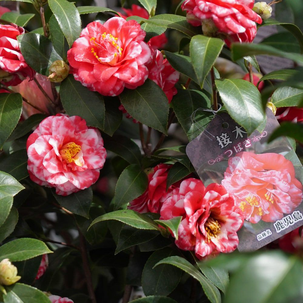 椿 鹿児島 苗 販売 苗木部 By 花ひろばオンライン