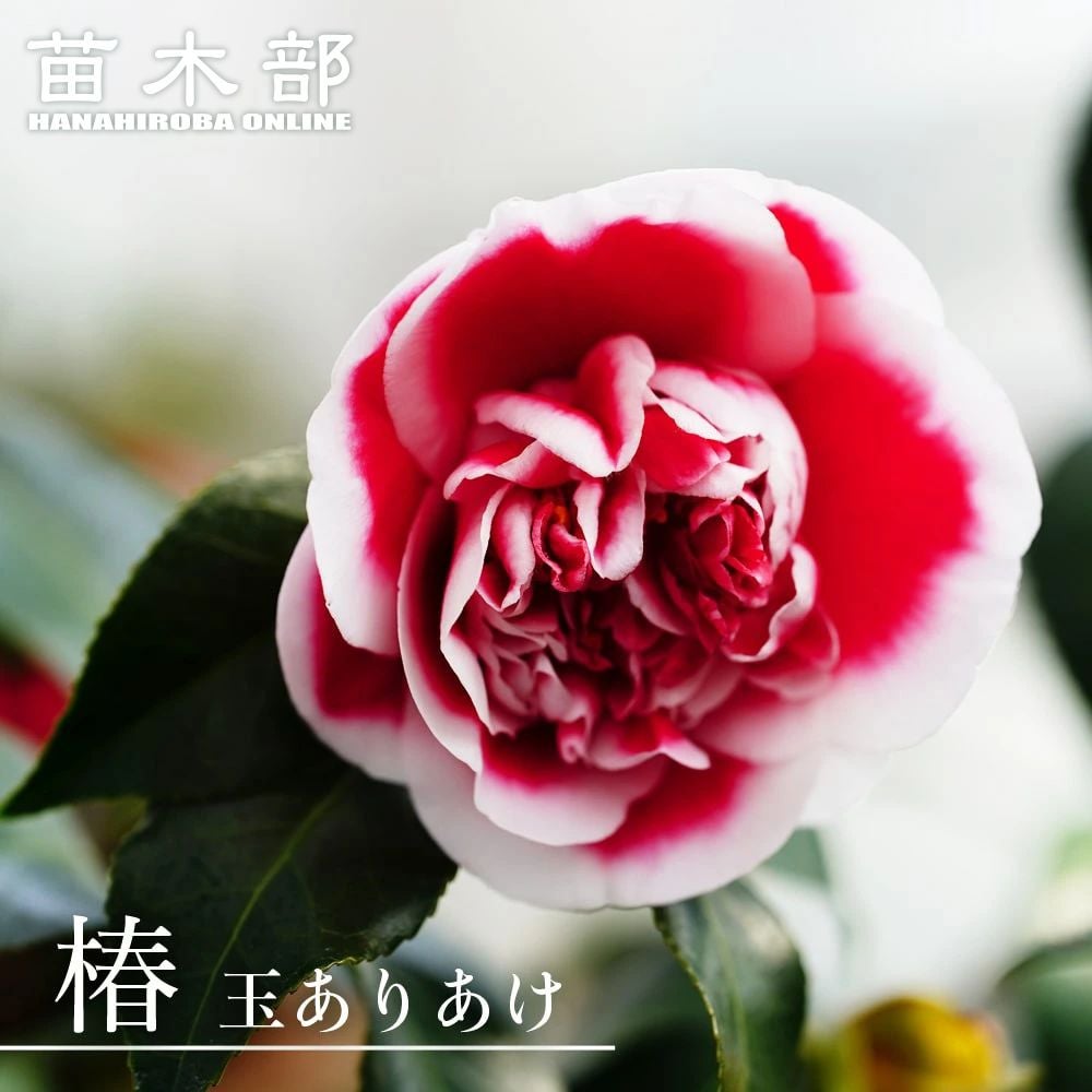 椿 ダローネガ 苗 販売 苗木部 By 花ひろばオンライン