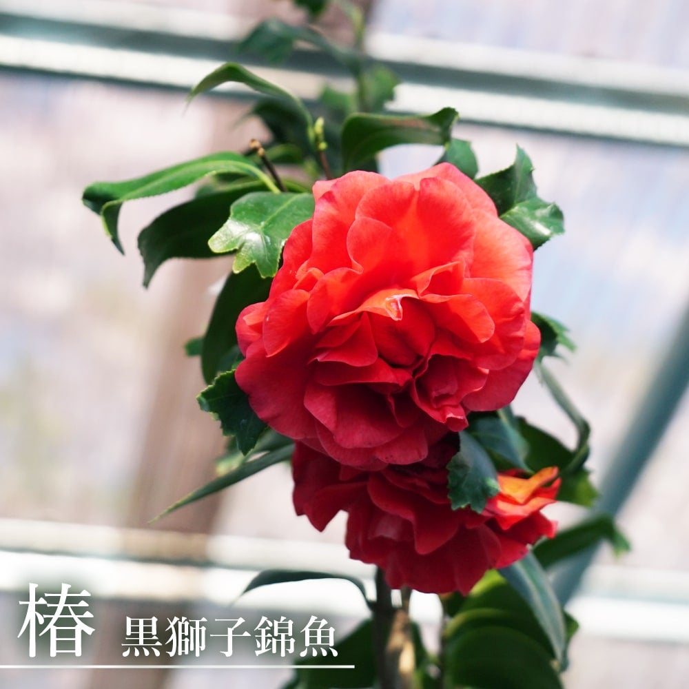 レア中のレア♡　燕姿錦　4種お顔(全錦2頭、中斑、錦、燕姿)　抜き苗 Gim Tim Restaurant 锦珍added a new - Gim Tim Restaurant 锦珍
