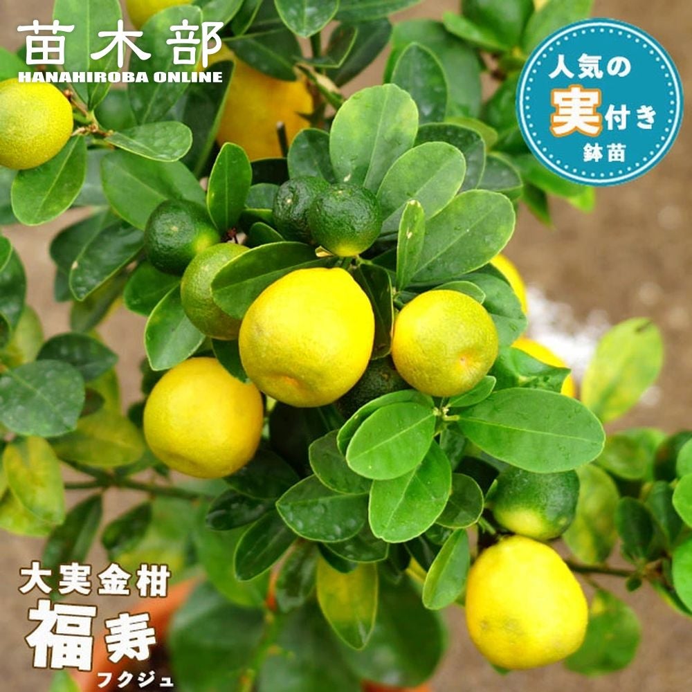 柑橘 きんかん ぷちまる 苗 販売 苗木部 By 花ひろばオンライン