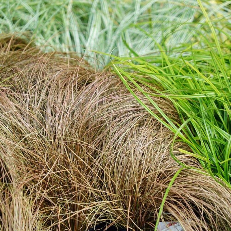 カレックス ブロンズフォーム 苗 販売 苗木部 By 花ひろばオンライン