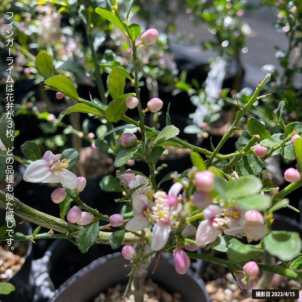 フィンガーライム テイスティーグリーンの通販 おすすめ 種類 苗木部