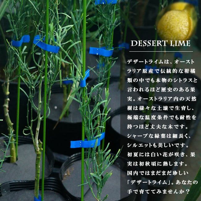 柑橘 ライム デザートライム 苗 通販 苗木部 By 花ひろばオンライン