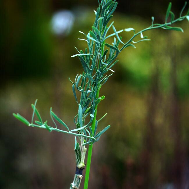 柑橘 ライム デザートライム 苗 通販 苗木部 By 花ひろばオンライン