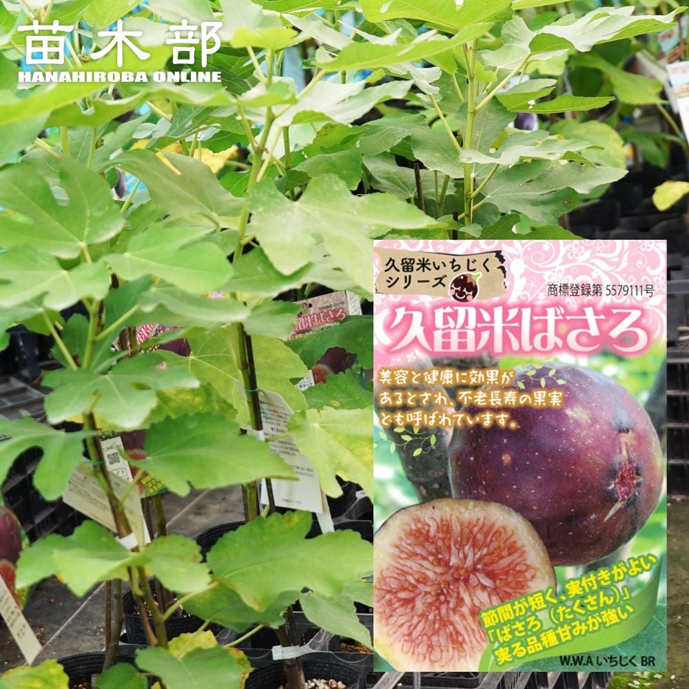 【特大苗！】イチジク「久留米ばさろ」（樹高１００ｃｍ） 000000049515-01.jpg?size=l&w=